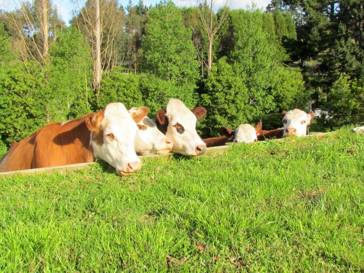 Rolling Hills Country Stay B&B ตาอูรังกา ภายนอก รูปภาพ