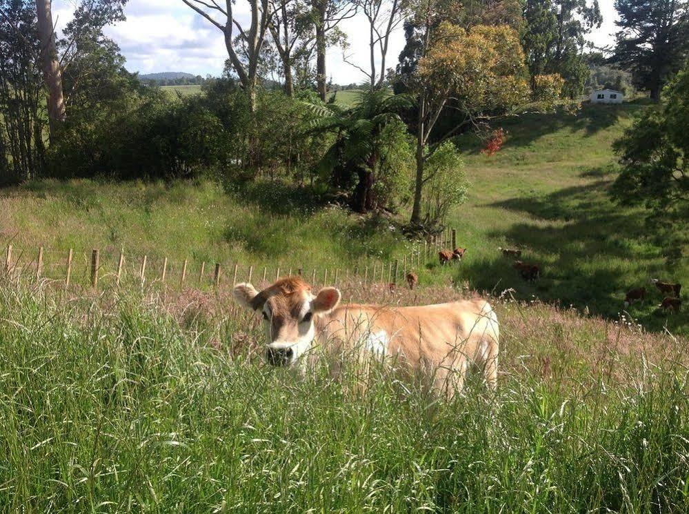 Rolling Hills Country Stay B&B ตาอูรังกา ภายนอก รูปภาพ